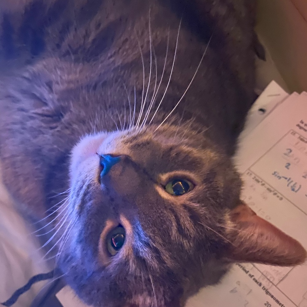 Meet your Posher, Marisa